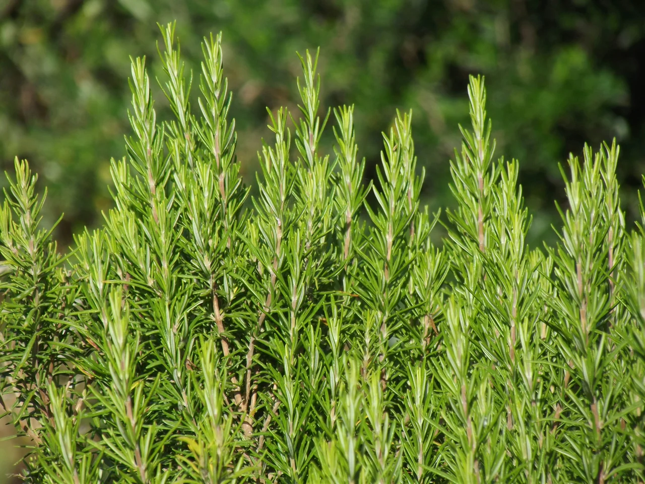 Fresh rosemary