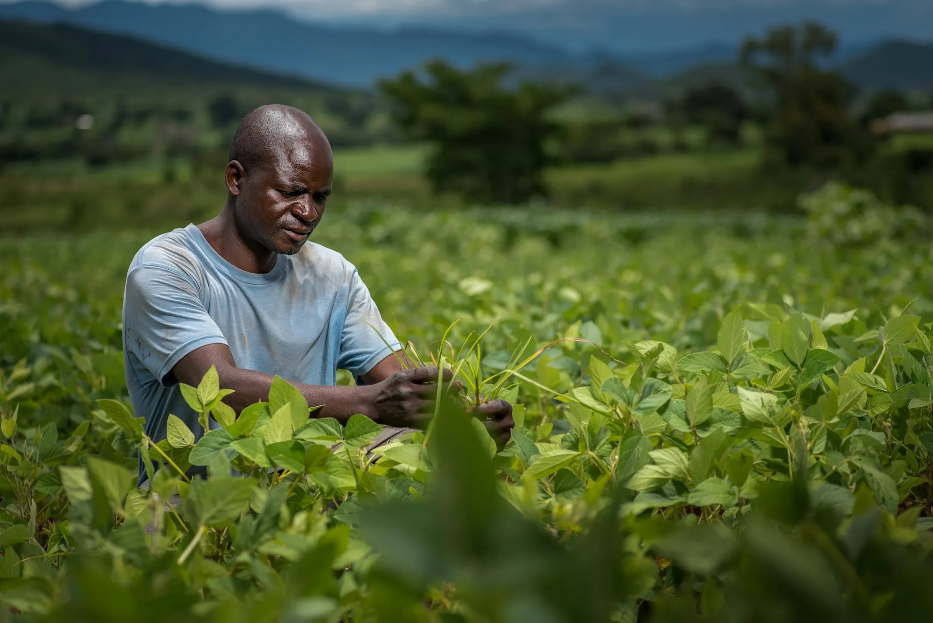A farmer tending green crops
